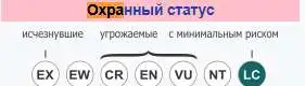 Милый сахарный поссум или белка-летяга. Самка, фотография 1