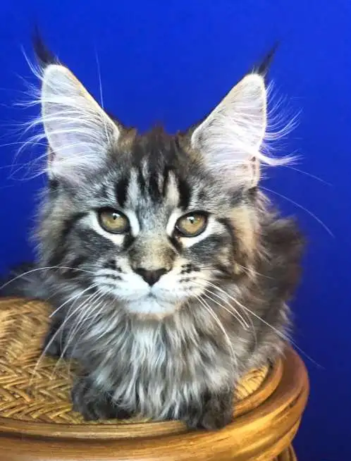 Котята мейн-кун, фотография 2
