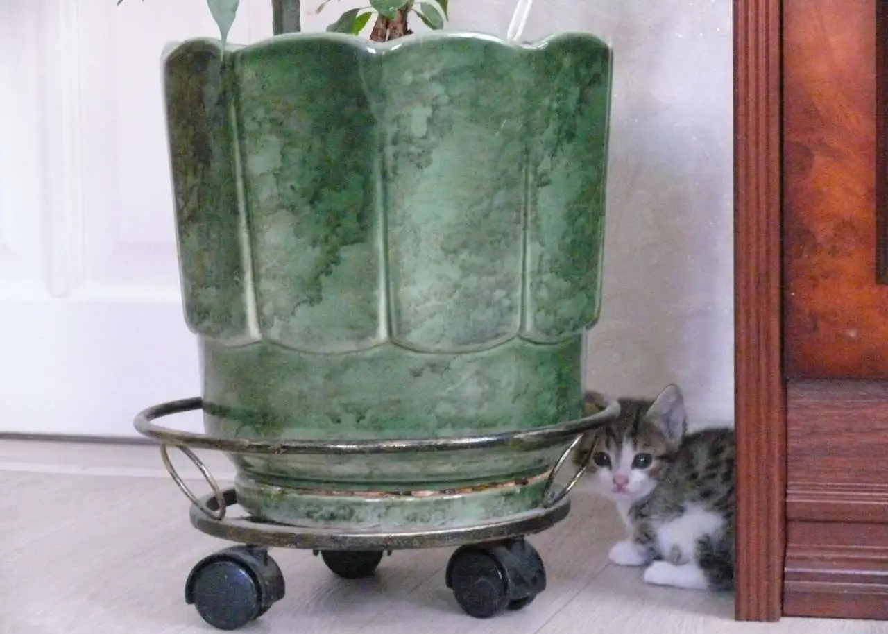 Отдам котят в добрые руки, фотография 2