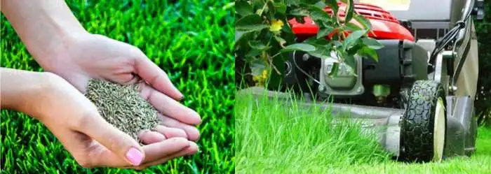Продажа семян для посева газона, фотография 1
