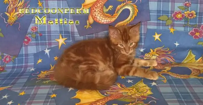 котенок мейн кун красный солид. Шоу класс., фотография 4