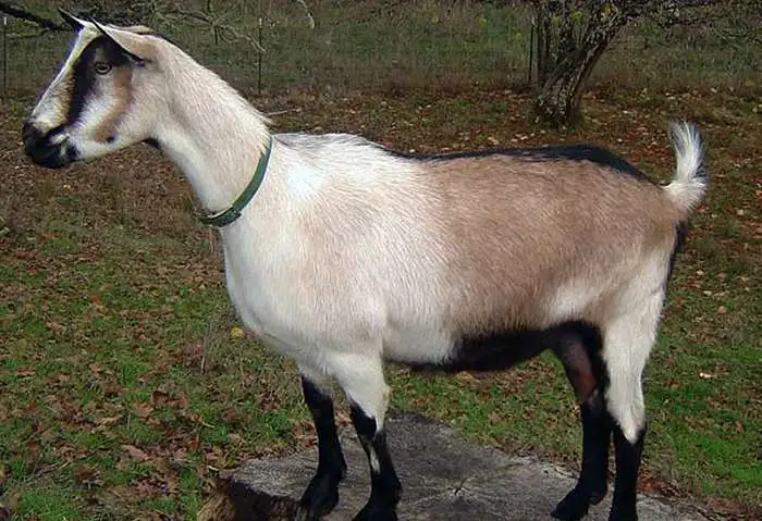 Козочка дойная, фотография 1