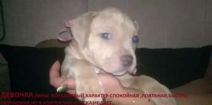 Щенки.Питбуля., фотография 2