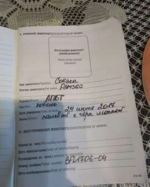 Продам собаку, фотография 2