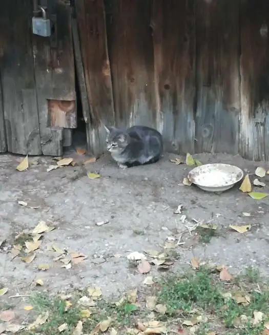 Котята по блату, фотография 2