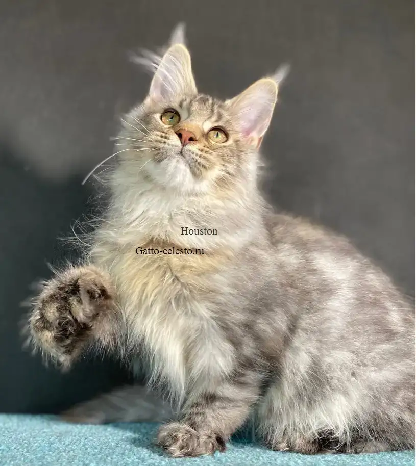 Котята полидакты разных окрасов, фотография 4