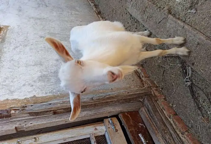 Продам коз., фотография 2