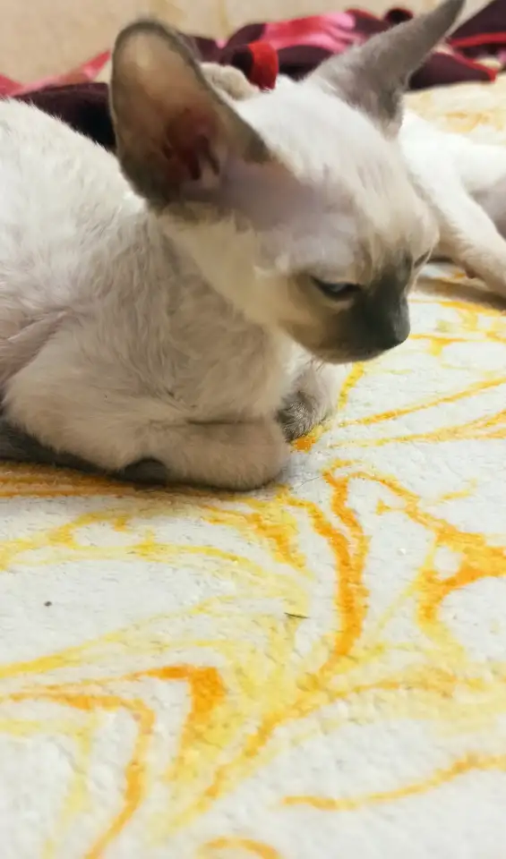 Котята Девон рекс., фотография 3