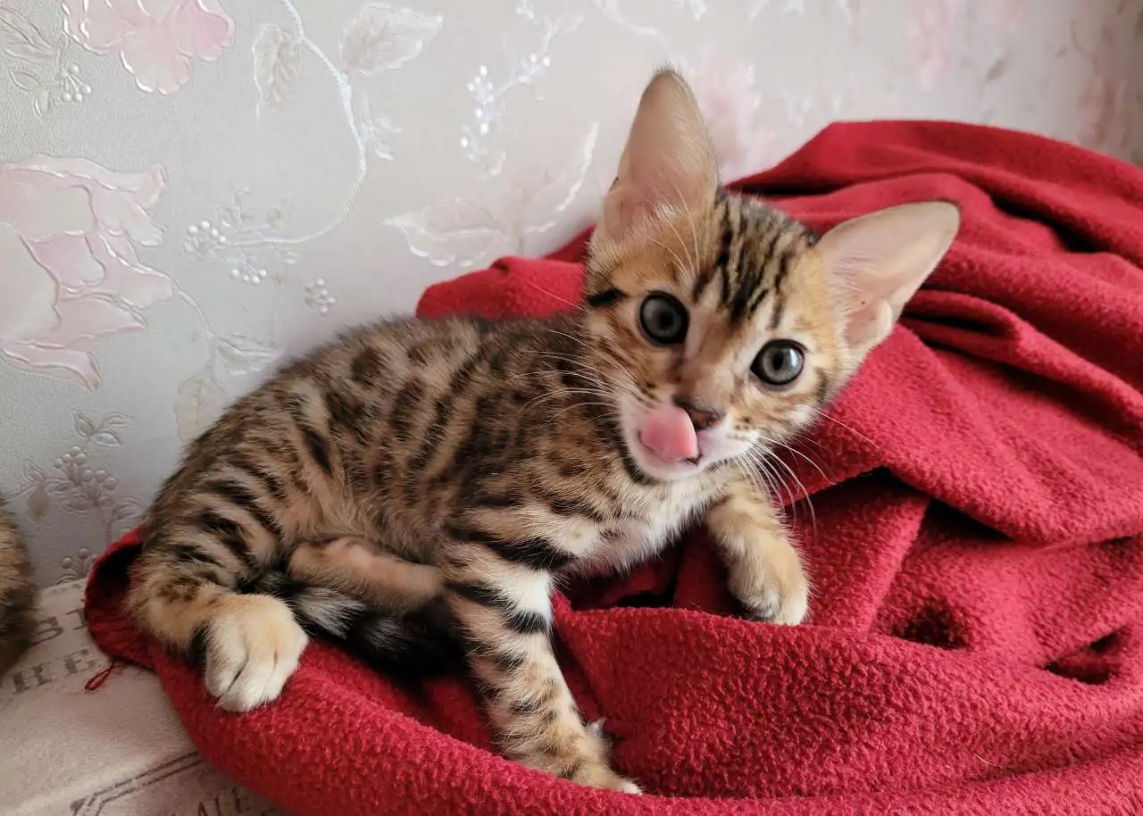 Бенгальские котята, фотография 6