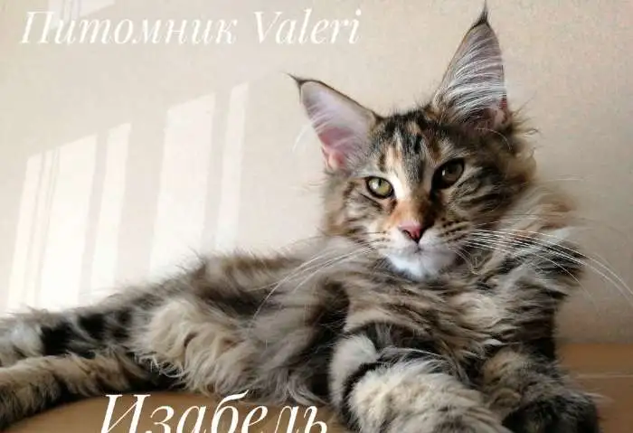 котята Мейн-куна, фотография 1
