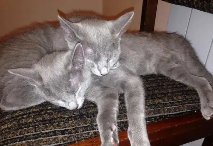 Продам котят русской голубой кошки, фотография 8