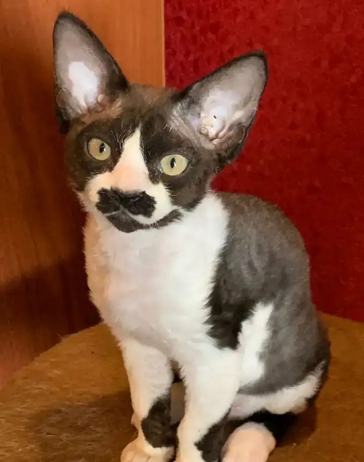 Котята Девон рекс, фотография 2