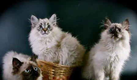 невские маскарадные котята, фотография 3