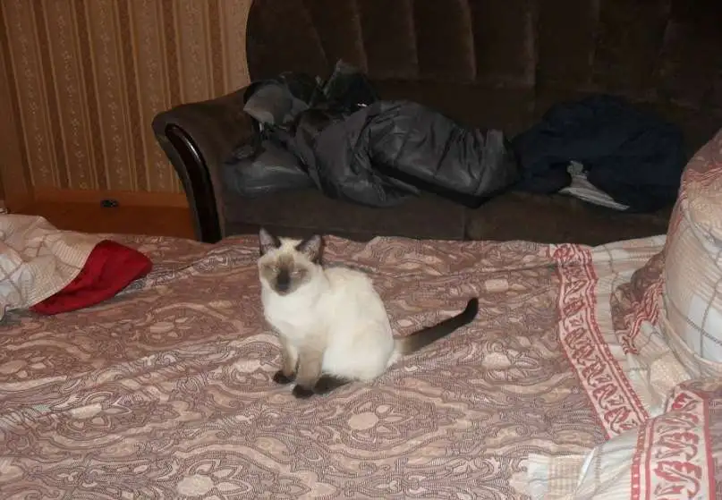 Чистопородные тайские котята, фотография 6