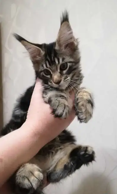 Котята породы Мейн Кун, фотография 3