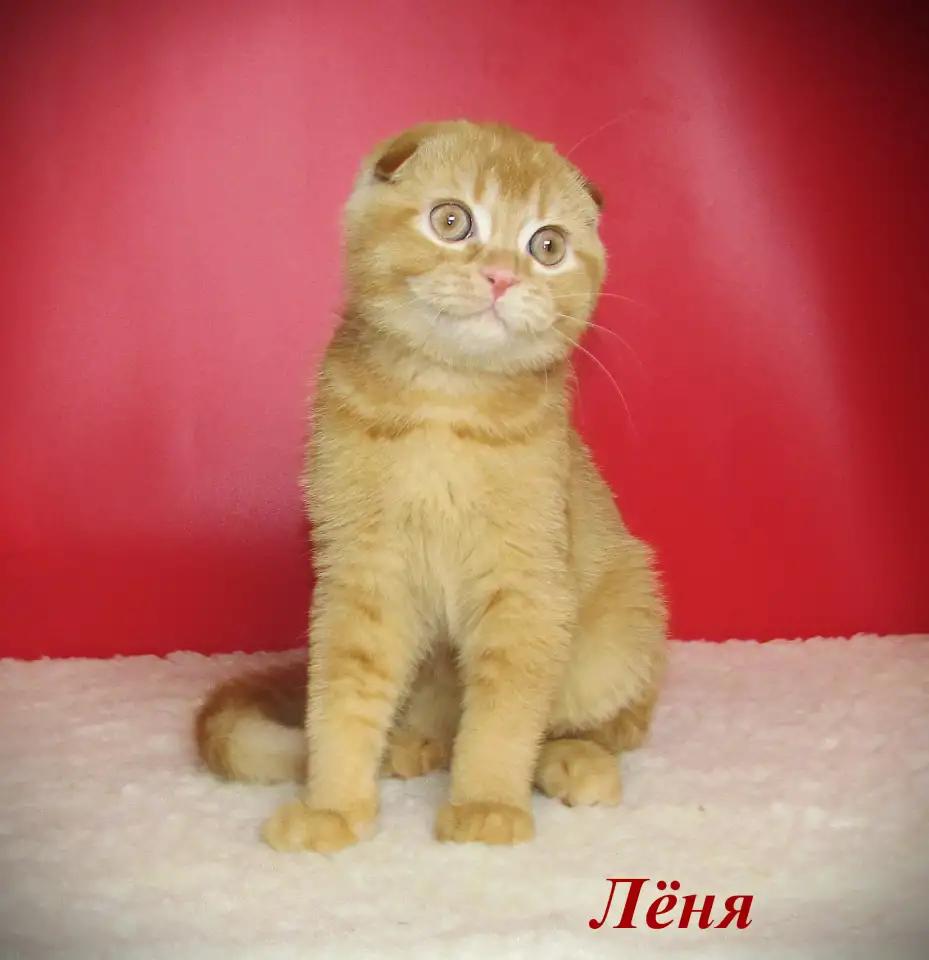 Шотландские котята из питомника, фотография 8