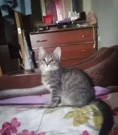Отдам котёнка в добрые руки., фотография 5