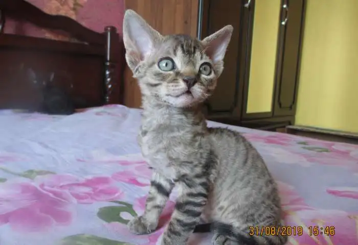 Котята девон-рекс, фотография 4