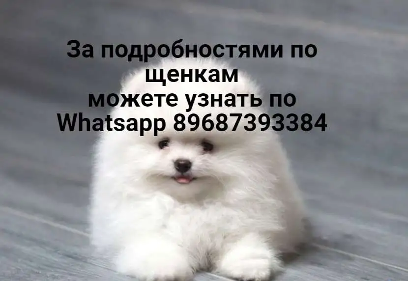 Шпиц померанец белого цвета без документов, фотография 1