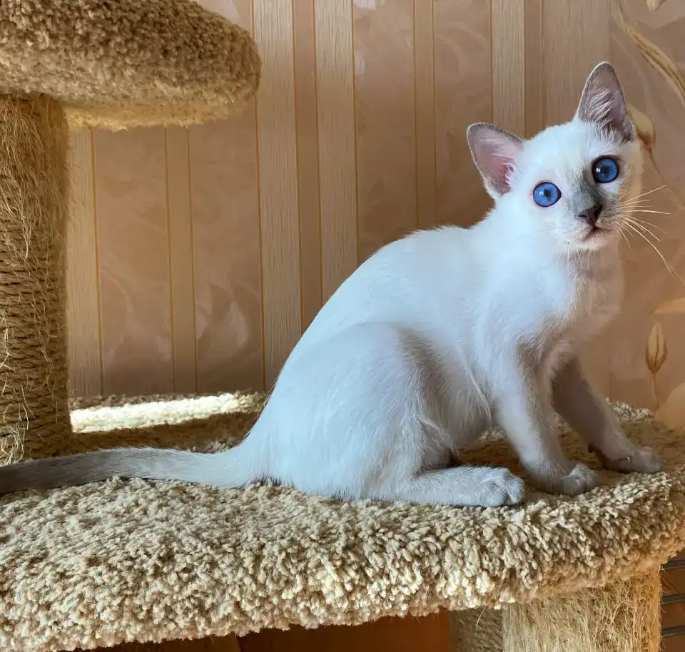 Тайский котёнок, фотография 1