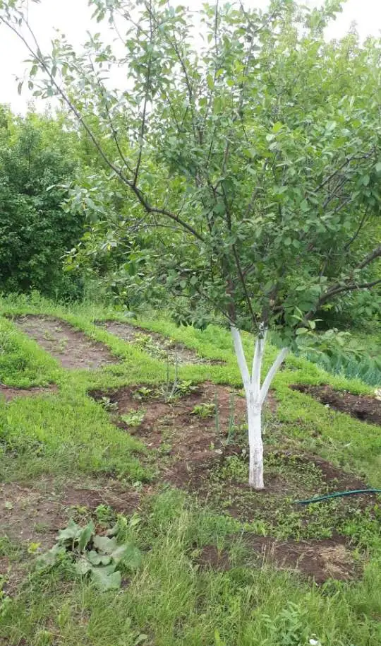 Продам дачу, Красноглинский район, п.Козелки, участок 659. 7,00 м2, фотография 9