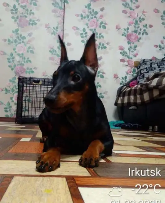 Вязка, фотография 4