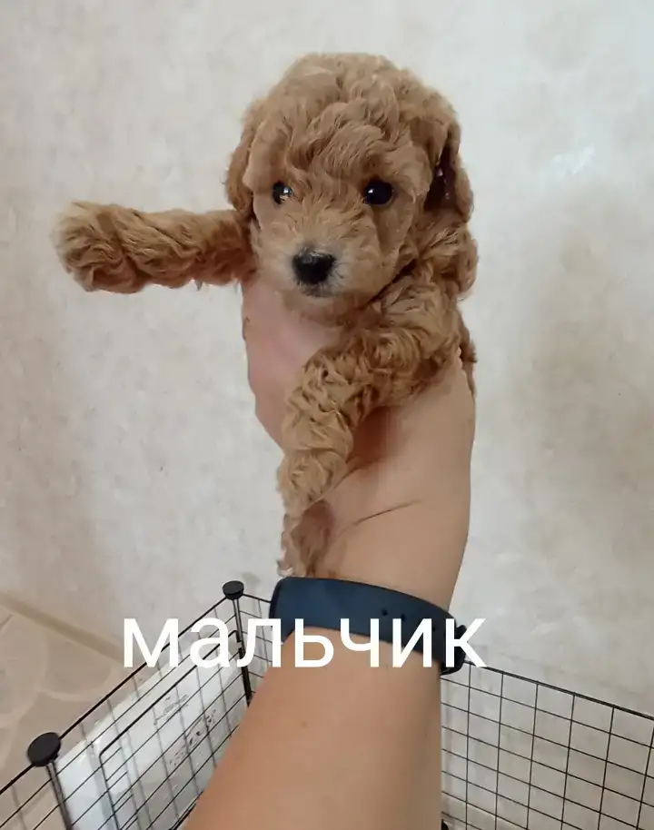 Карликовый пудель, фотография 1