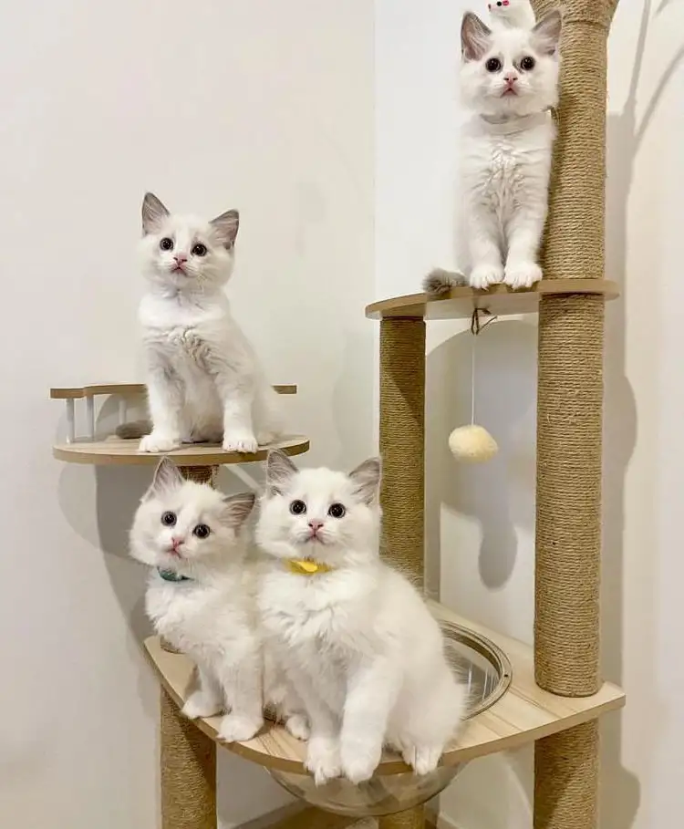 Нежнейшие котята Рэгдолл, фотография 2
