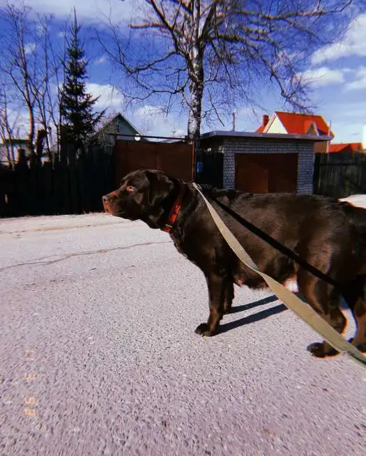 Продаю великолепных щенков породы лабрадора ретривера, фотография 8