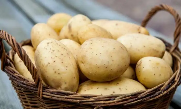 Продам картофель оптом, фотография 1