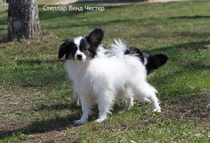 Питомник предлагает щенков папийона, фотография 6