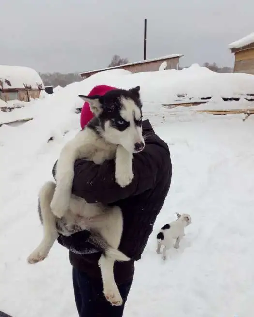Девочка Хаски, фотография 1