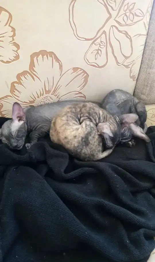 Сфинксы котята, продажа, фотография 2