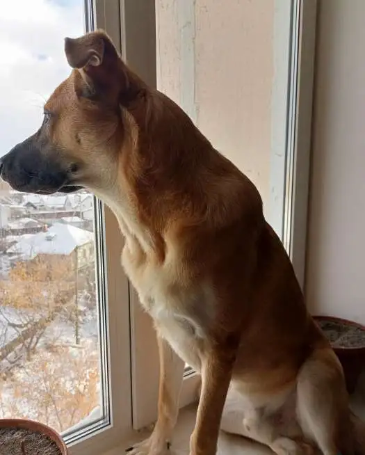 Отдам щенка бесплатно, фотография 2