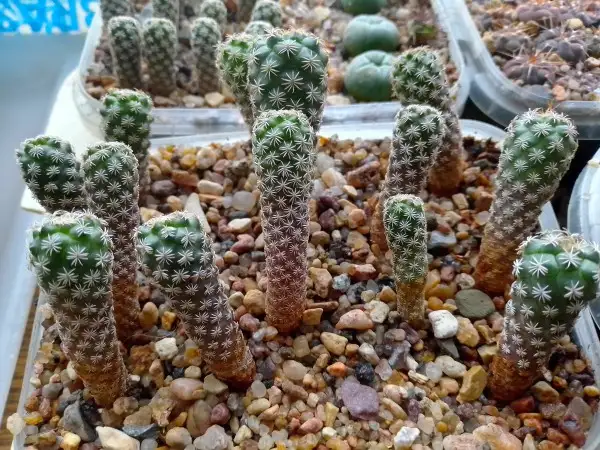 Кактусы на продажу, Turbinicarpus pseudomacrochele от Kohres, фотография 4