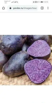 Картофель фиолетовый, фотография 4