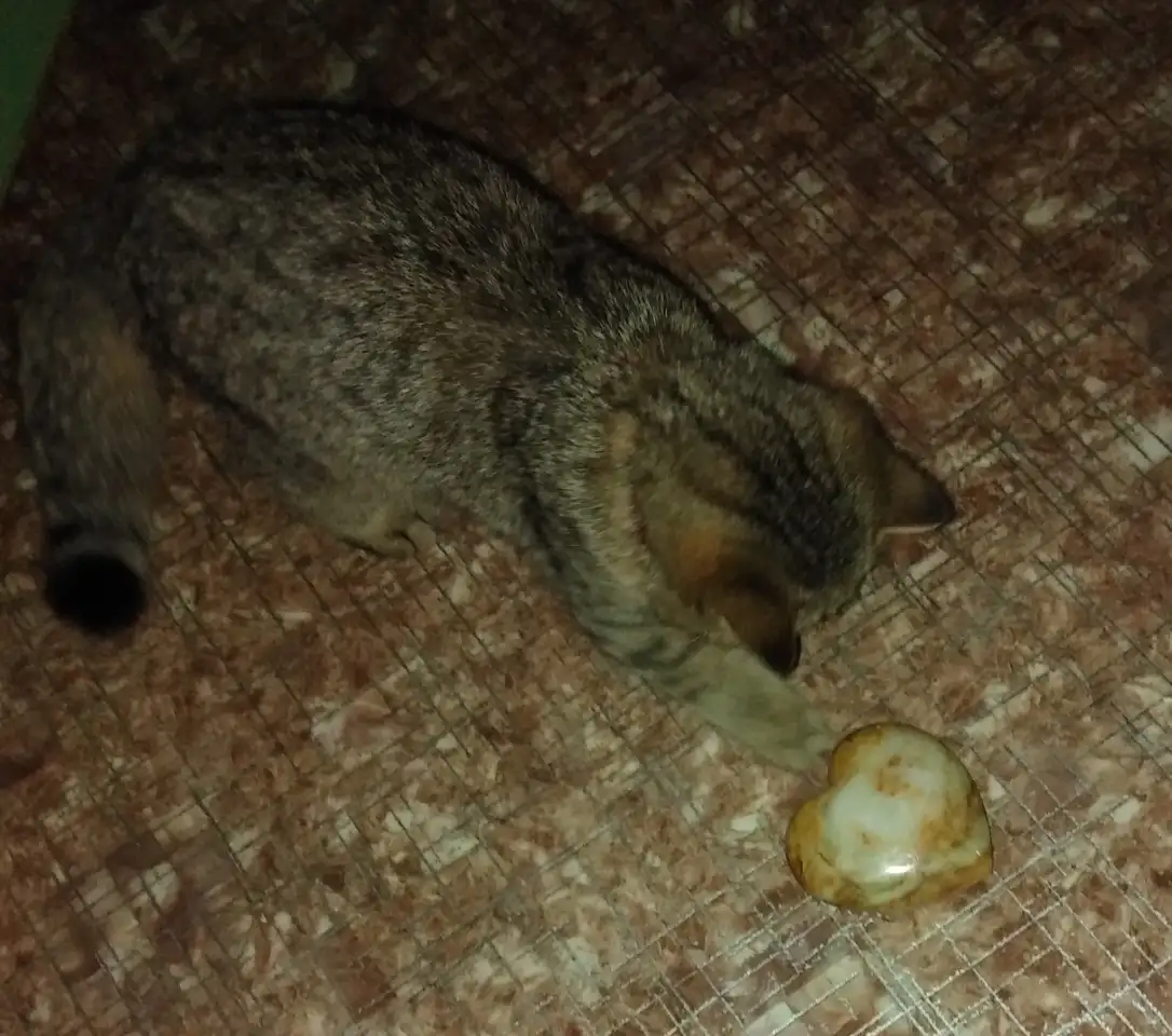 Шотландская шиншилла. Кошечка., фотография 2