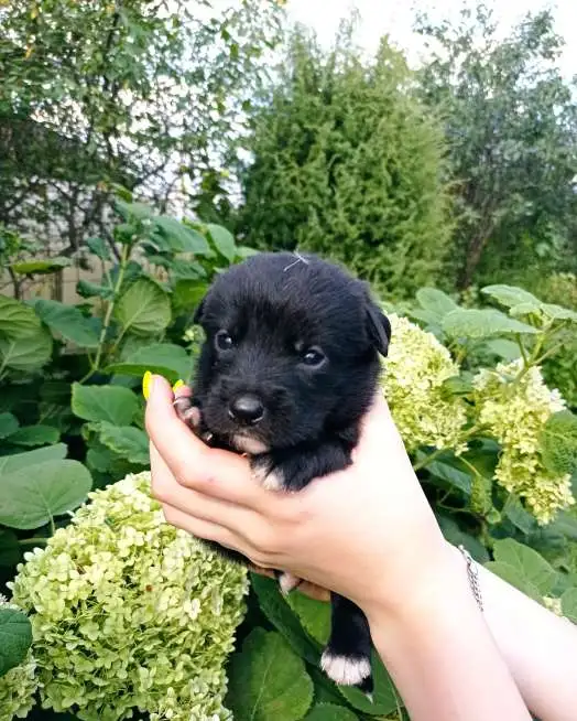 Щеночки бесплатно, фотография 8