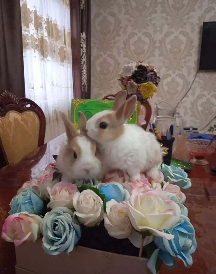 Кролики , фотография 2