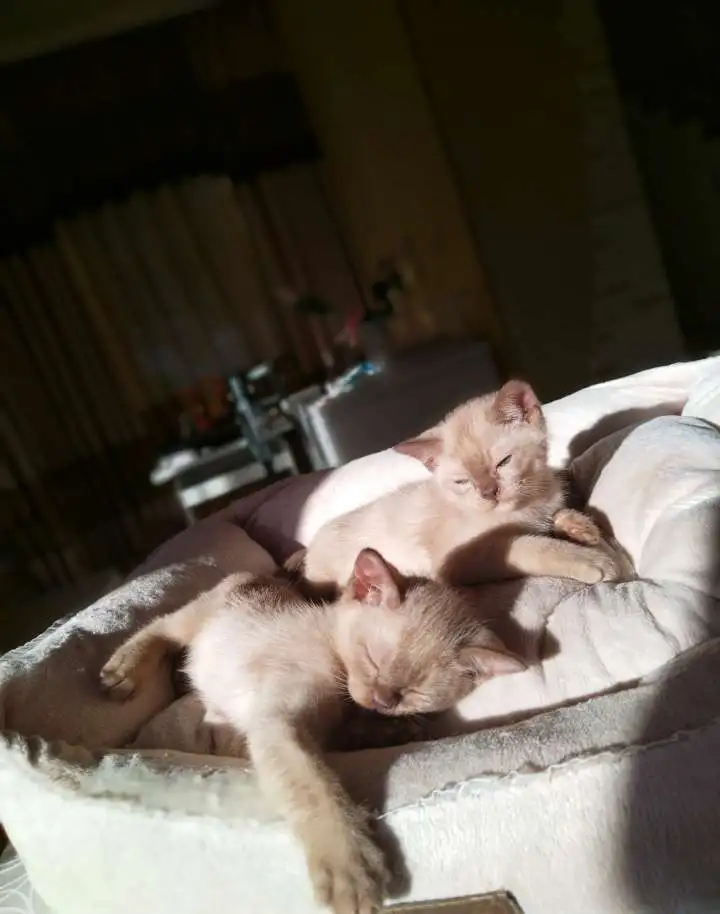 Котята европейской бурмы доступны , готовы к переезду., фотография 3