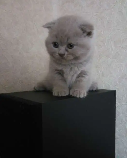 Шотландские котята, фотография 1