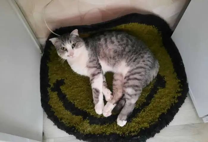 Шотландские котята, фотография 2