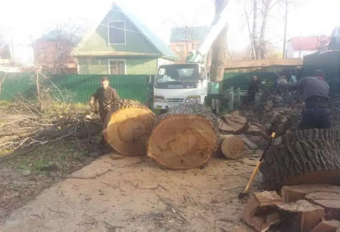 Расчистка дач, Спил деревьев, фотография 1