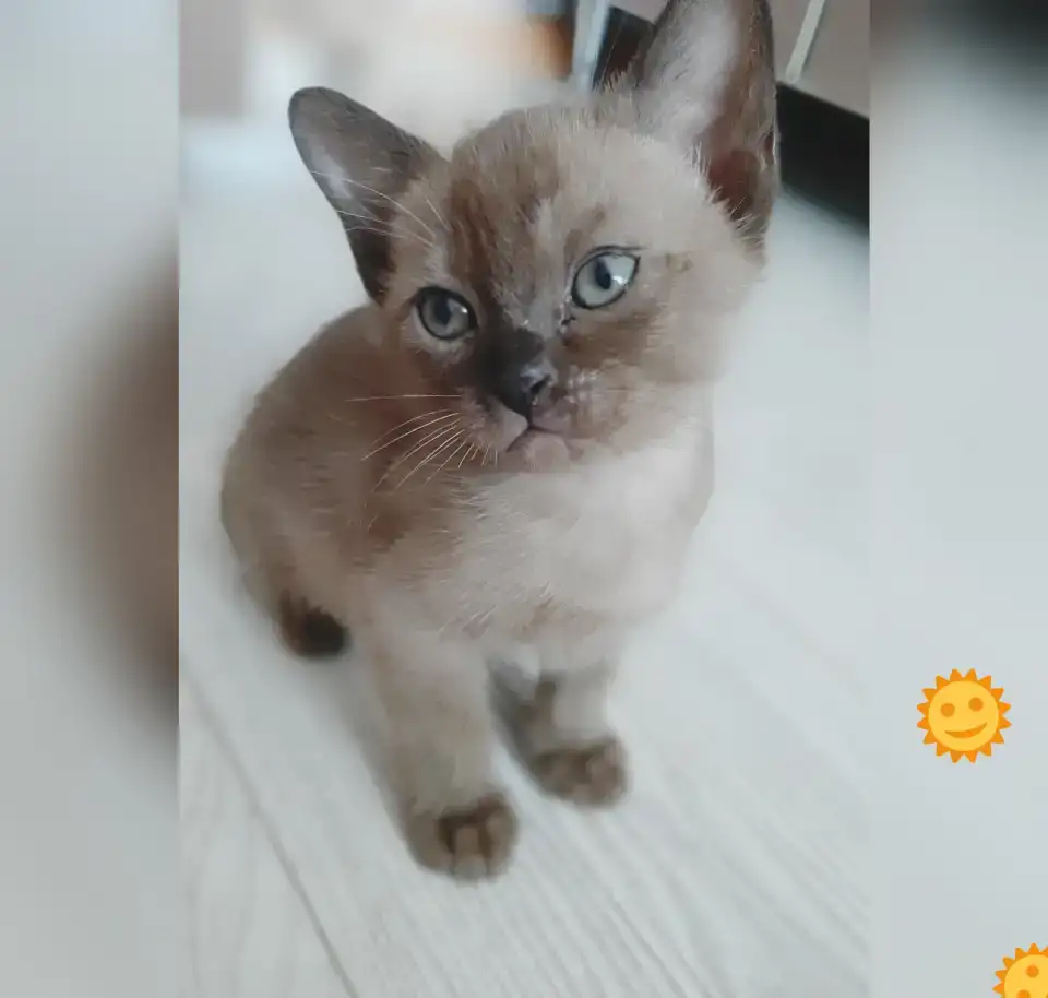 Бурманские котята, фотография 5