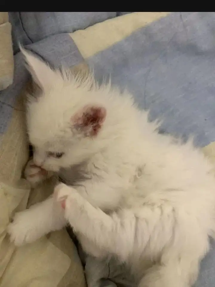 Котёнок мейн-кун, фотография 4