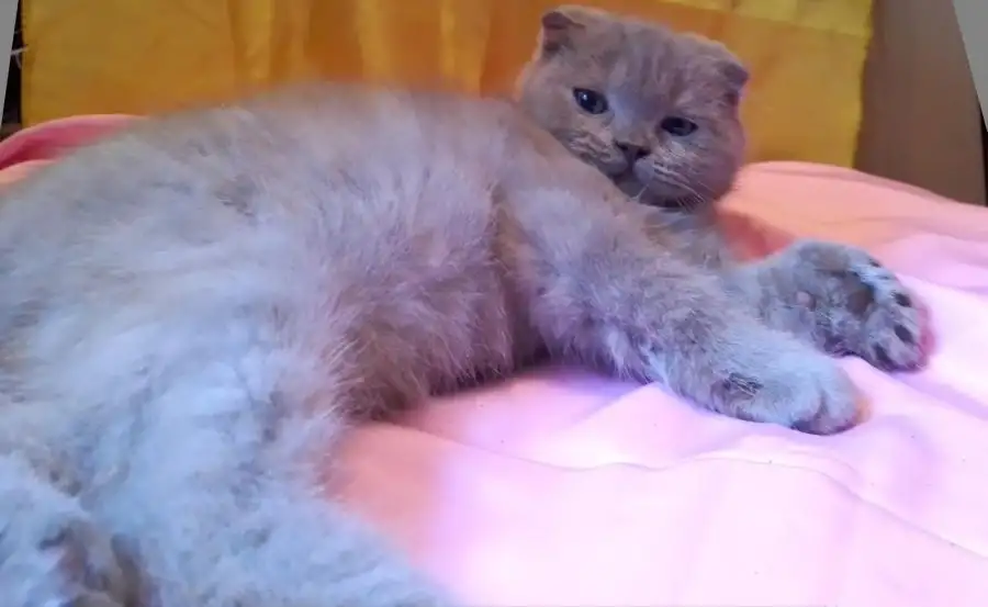 Шотландские вислоухие котята, фотография 2