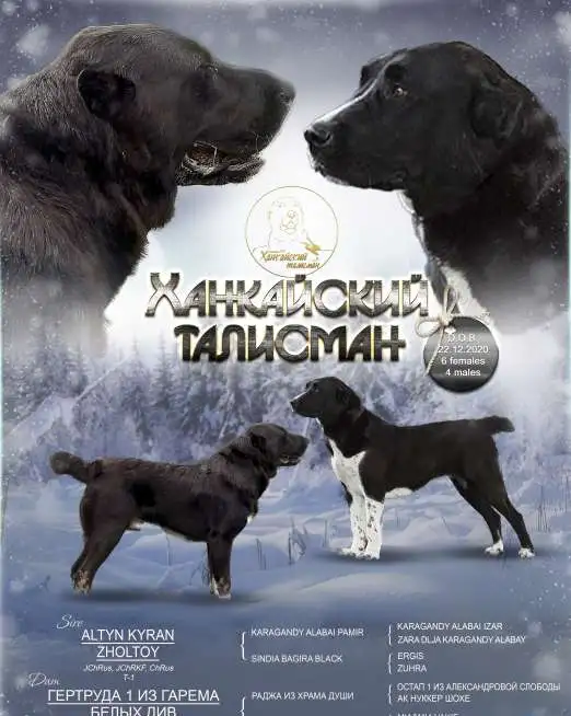 Щенки среднеазиатской овчарки (САО, алабай), фотография 1