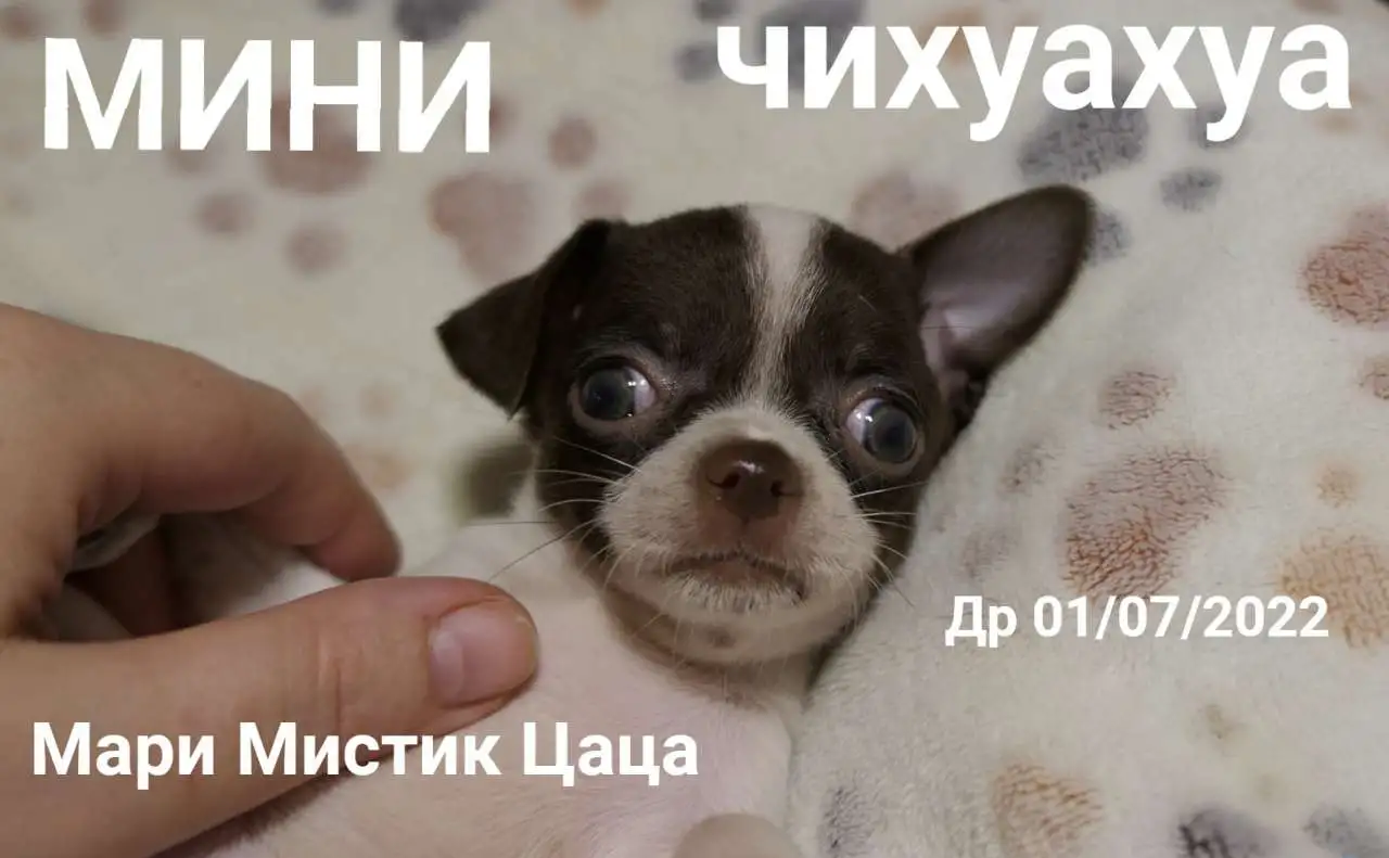 Щенки чихуахуа разного возраста, пола и окраса, фотография 18