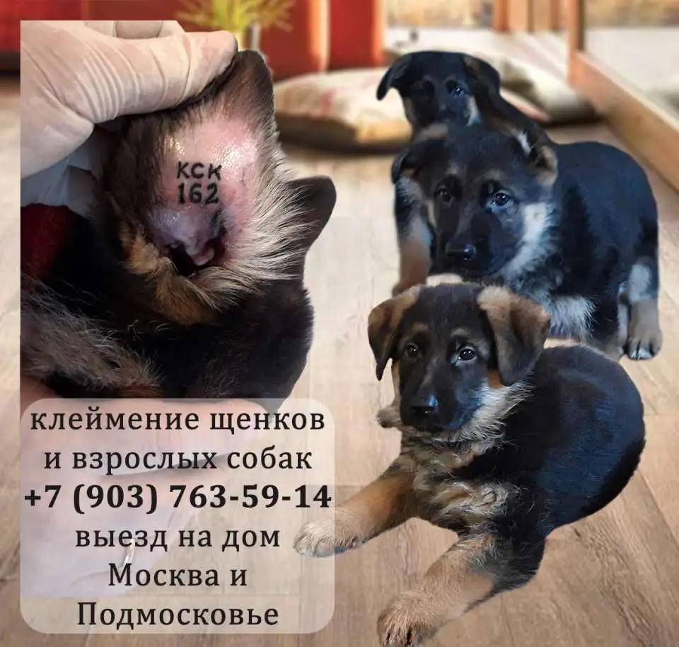 Клеймение щенков, фотография 1