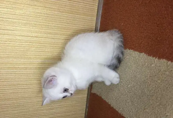 Шотландские котята, фотография 4